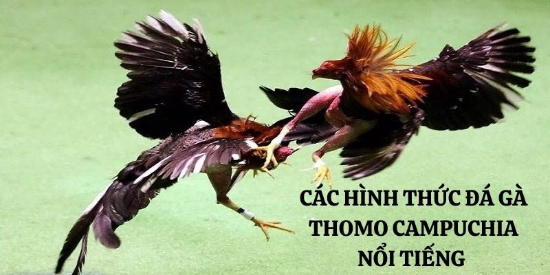 Có 3 loại hình đá gà Thomo Campuchia phổ biến 