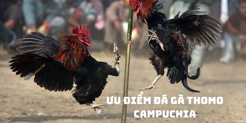 Ưu điểm nổi bật đá gà Campuchia tại Thomo 